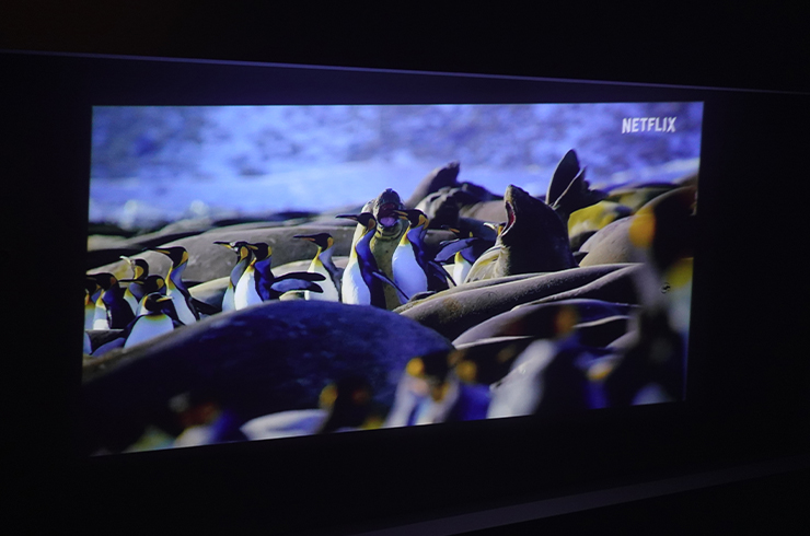Animal Documentary Displayed On The Projector